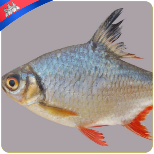 Trey kahe mol | ត្រីកាហេមូល